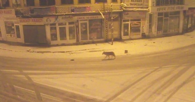 Aç Kalan Kurt Şehir Merkezine İndi