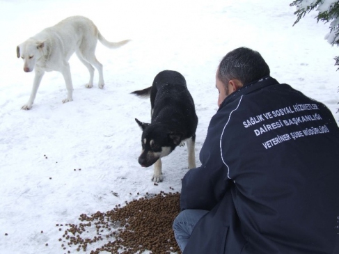 Sokak Hayvanları Aç Kalmıyor