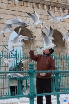 Martıların Ekmek Mücadelesi