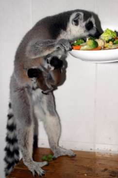 (Özel Haber) Lemurların Üçüz Sevinci