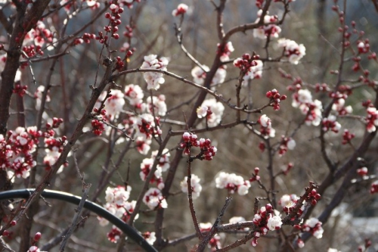 (Özel Haber) Kayısı Çiçek Açtı Üretici Telaşlandı