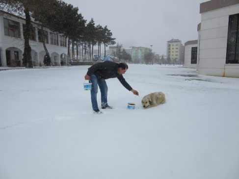 Uşak Belediyesi Sokak Hayvanlarını Unutmadı