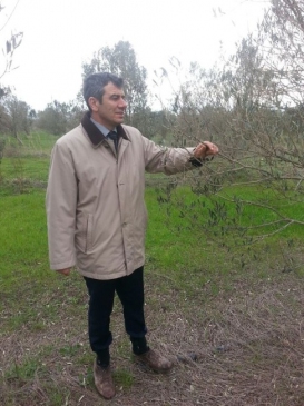 Burhaniye'de Don Zararı Gören Zeytinlikler Kontrol Ediliyor