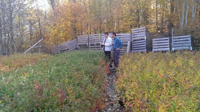 (Özel Haber) Bursa Çiftçisini Paraya Boğacak Bitki