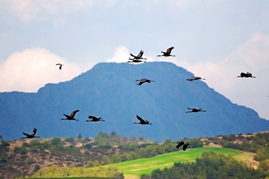 Çukurova Deltası'nda 10 Bin Turna Kışlıyor