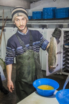 Alabalığın Yetişme Aşamaları Görenleri Adeta Büyülüyor