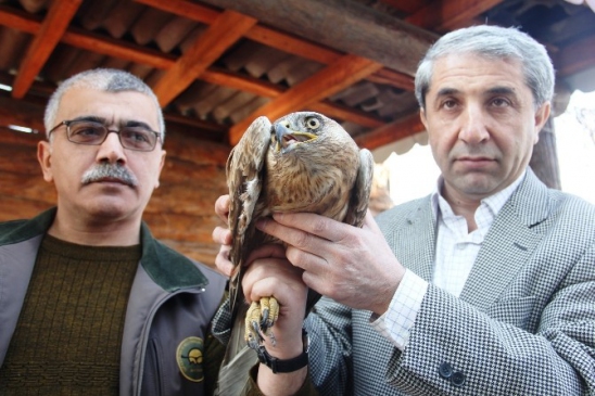 Yaralı Kızıl Şahin Tedavi Altına Alındı