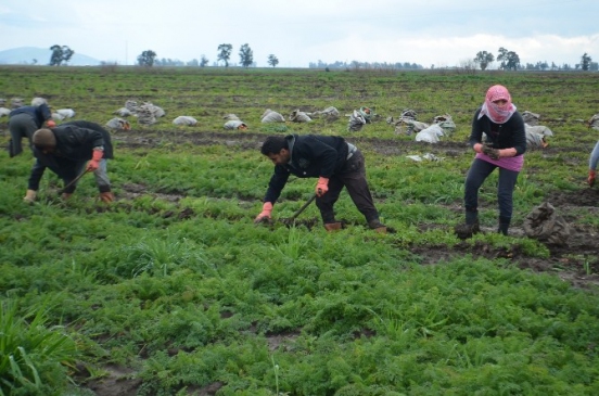Hatay'da Havuç Hasadı Sancılı Başladı
