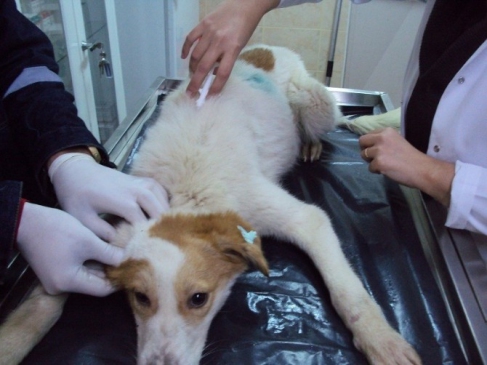 Belediye Sokak Hayvanlarını Kısırlaştıracak