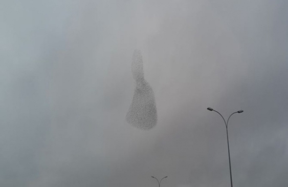 Kuşların Gökyüzündeki Muhteşem Dansı