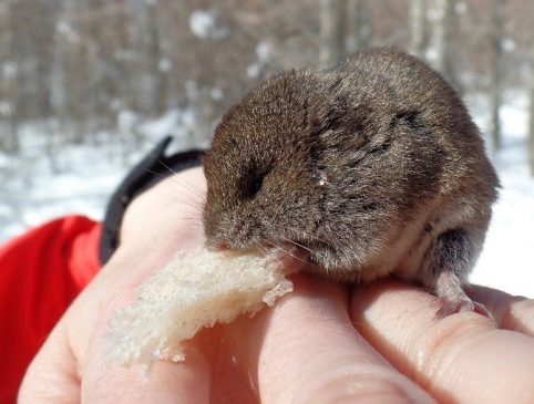 Dağcılar Minik Fareyi Elleriyle Besledi