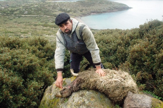 Bodrum'da 85 Koyun Telef Oldu