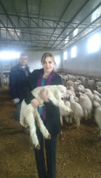 Hayvancılığa Destek Sürüyor