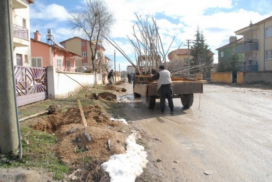 Bolvadin'de Ağaç Dikim Çalışmaları Başladı