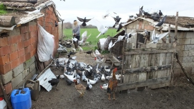 Burhaniyeli Besicinin Güvercin Tutkusu