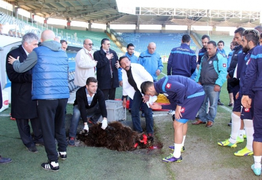 Çaykur Rizespor Sahasındaki Şanssızlığı Kırmak İçin Kurban Kesti