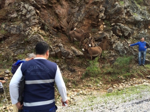 Kayıp Eşekler Sahiplendirilmiş