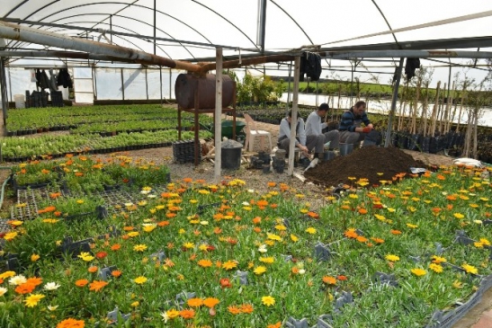 Fidanlık İle Yılda 1,5 Milyon Lira Tasarruf