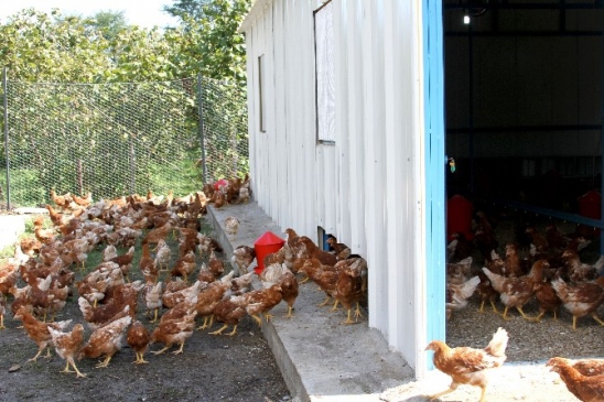 ‘Yumurta Tavukçuluğu'na Büyük İlgi