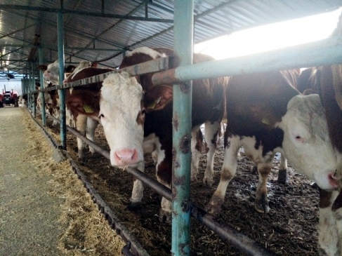 Damızlık Sığır Yetiştiriciler Birliği 250 Gebe Düve Dağıtacak