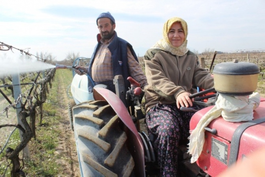 Ak Partili Güzide İçen Kasap Traktör Kullanıp Üzüm Bağlarını İlaçladı