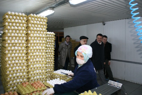 MÜSİAD Yönetimi Kılıçlar Yumurta Tesislerini Gezdi