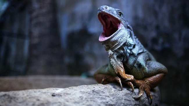 TRT Belgesel İzmir'de Yeni Yayın Dönemini Duyurdu