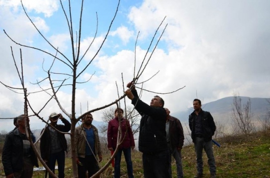 Aydın Sultanhisar'da Kiraz Üreticilerine Uygulamalı Budama Eğitimi Düzenlendi