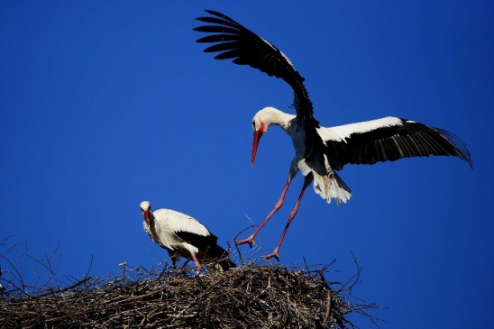 Uluabat Gölü'nde Leyleklerin Çiftleşme Zamanı Başladı ve Yumurtalar Görüntülendi