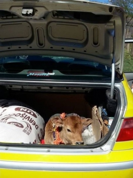 Trabzon Sürmene'de Bir Taksinin Bagajında Buzağı Eve Götürüldü