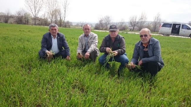 Bursa Yenişehir'de Buğday Üreticileri Kök Boğazı Hastalığına Karşı Tedbir Alıyor