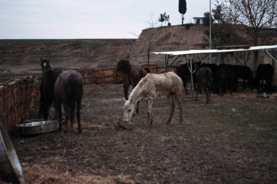 Adana Yüreğir'de Sağlıksız Ortamda At Kesimi Yapan Şahıs 7 Bin Lira Cezayla Serbest Kaldı