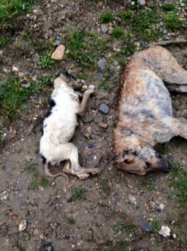 Turgutlu Osmancık Mahallesi'nde Birçok Köpeğin Zehirli Sakatatla Telef Olduğu İddia Edildi