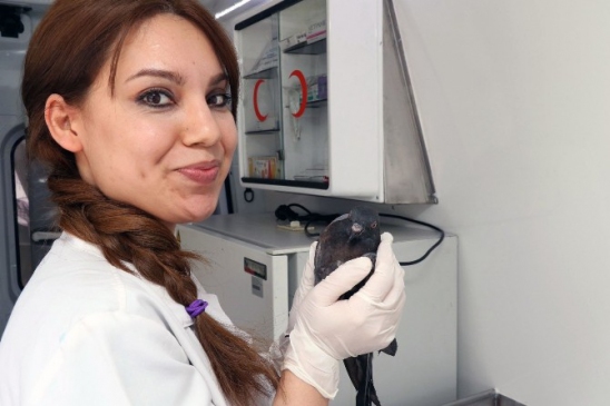 Eyüp Belediyesi Hayvan Ambulansı, Yaralı Güvercine İlk Müdahaleyi Gerçekleştirdi