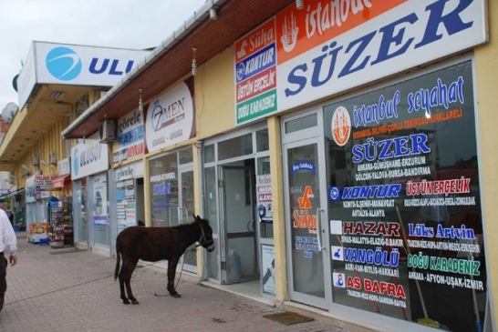 Fatsa'daki Esnaflar Kapılarında Davetsiz Eşekle Karşılaştı