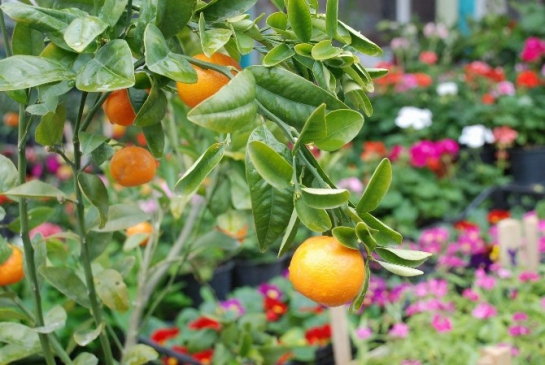 Tokat Meydan Çarşısı'nda İlkbahar ile Birlikte Rengarenk Çiçekler Satışa Sunuldu