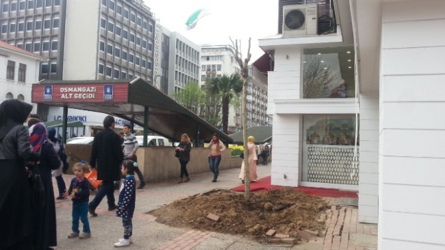 Bursa Osmangazi'de Kesilen Tarihi Çınarın Yerine Yeni Çınar Dikildi