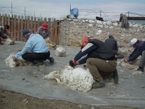 Ankara Çayırhan'da Tiftik Keçisi Kırkım Sezonu Başladı