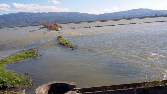 Aydın Germencik'te Büyük Menderes Nehri Taşınca Çoban ve 150 Koyun Mahsur Kaldı