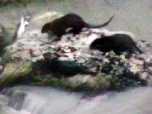 Tunceli Çemişgezek'te Tağar Çayı'nda Su Samuru Sürüsü Görüntülendi