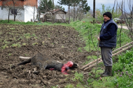 Bursa İnegöl'de Kopan Elektrik Teli Sonucu Büyükbaş Hayvan Telef Oldu