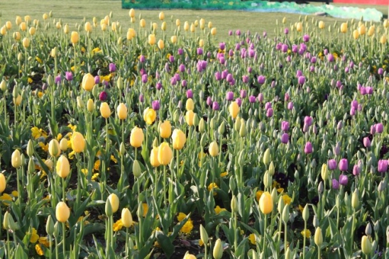 Samsun'da Bahar Gelince Lale Soğanları Çiçek Açtı