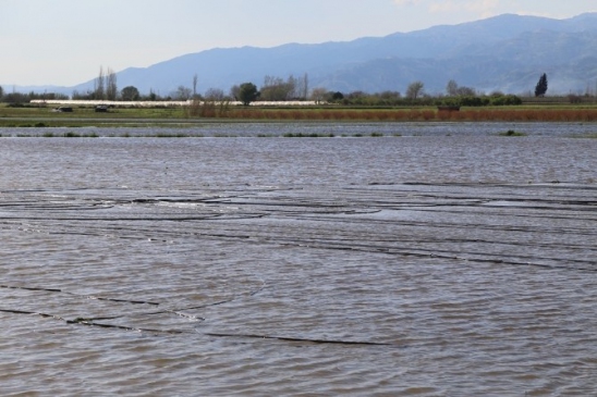 Efeler'de Yaşanan Taşkın Sonrası, Başkan Özakcan Çiftçileri Ziyaret Etti