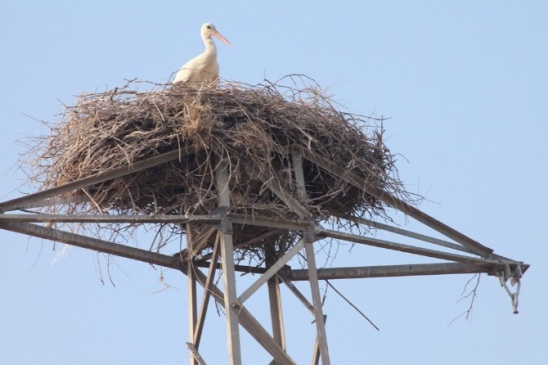 Adana Ceyhan'da Leylekler Yuva Yaparak Yol Çalışmasını 3 Ay Aksattı