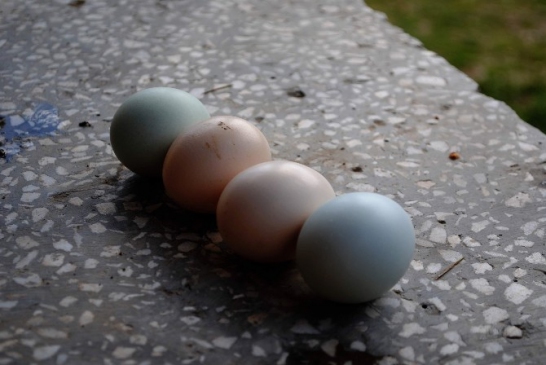 Amasya Merkez'de Sarı Tavuk Mavi Yumurtalar Yumurtluyor