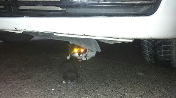 Bilecik Merkez'de Park Halindeki Polis Aracına Sığınan Kediler İlgi Çekti