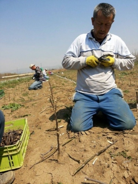 Bursa Yenişehir'de 6 Bin Adet Ceviz Fidanı Aşılandı