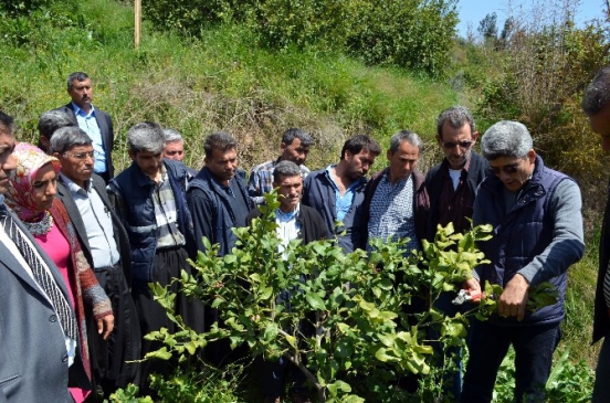 Erdemli'de Çiftçilere Narenciye Ağaçları İçin Eğitim Verildi