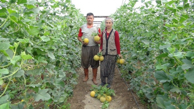 Mersin Silifke'de Kavun Hasadı Başladı, Üreticinin Yüzü Gülüyor