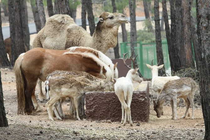 Gaziantep'te 23 Nisan'da Açılacak Safari Park ile Doğal Yaşam Deneyimi